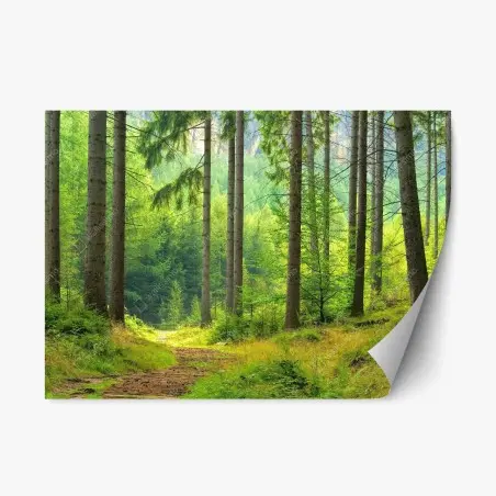 Repositionable sticker sunlit forest trail • Wallissimo®