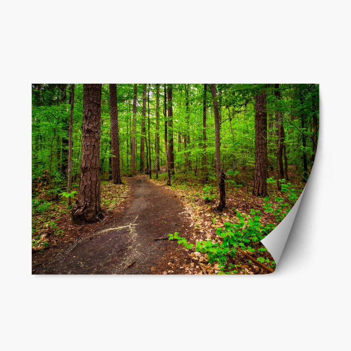 Repositionable sticker serene green forest trail • Wallissimo® Repositionable sticker serene green forest trail • Wallissimo®