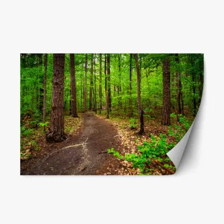 Repositionable sticker serene green forest trail • Wallissimo®