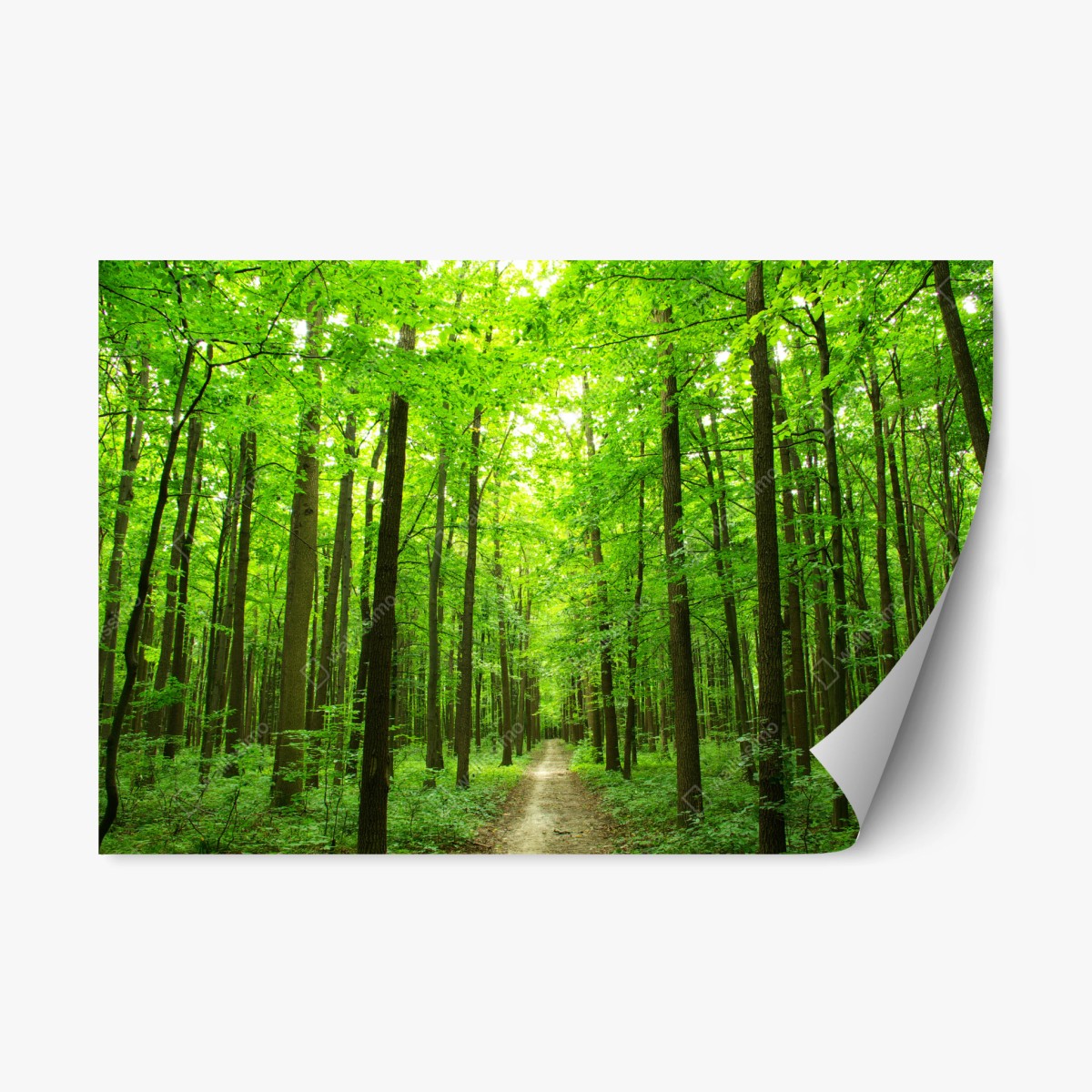 Repositionable sticker tranquil forest pathway • Wallissimo® Repositionable sticker tranquil forest pathway • Wallissimo®