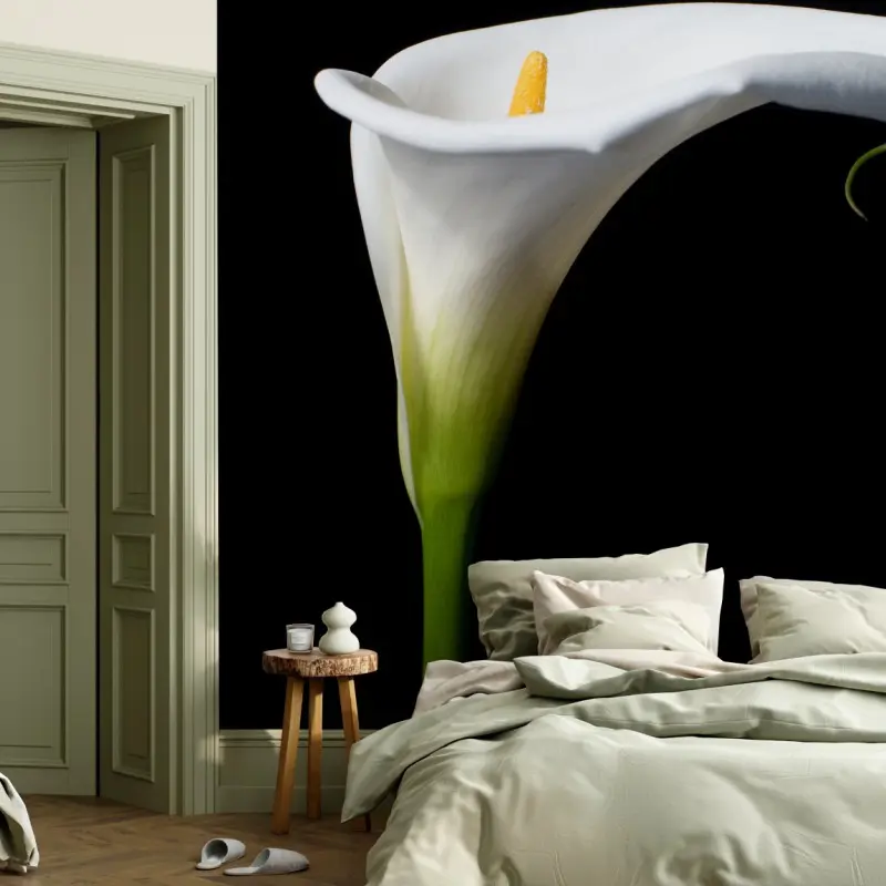 Wall mural elegant white calla lily on black