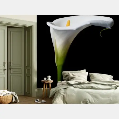 Wall mural elegant white calla lily on black • Wallissimo®