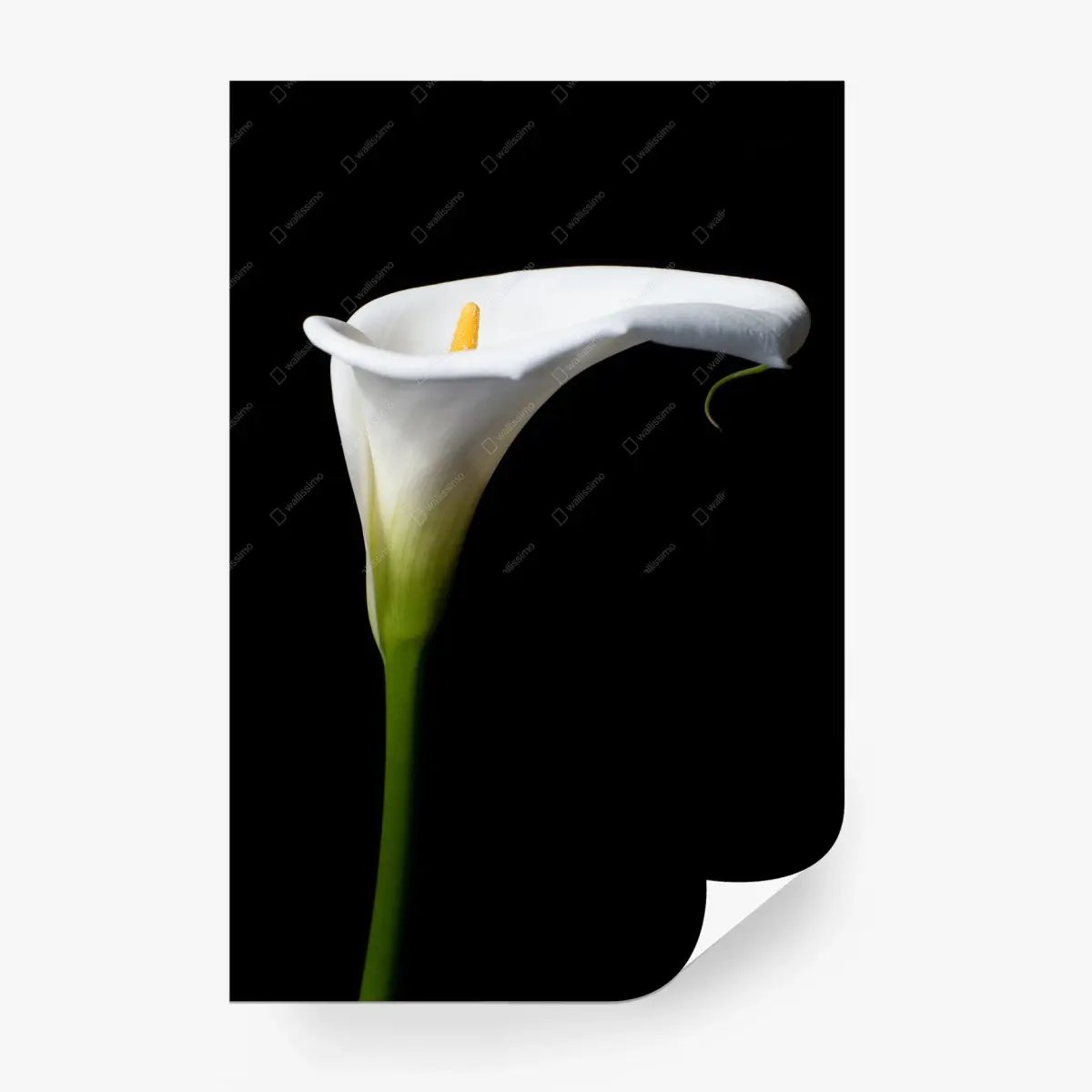 Wall mural elegant white calla lily on black • Wallissimo®