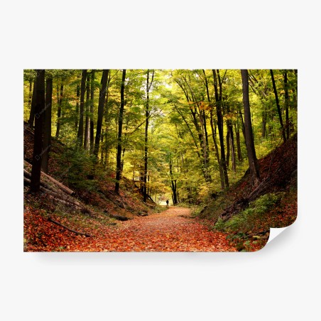 Wall mural autumn forest pathway under green canopy • Wallissimo®