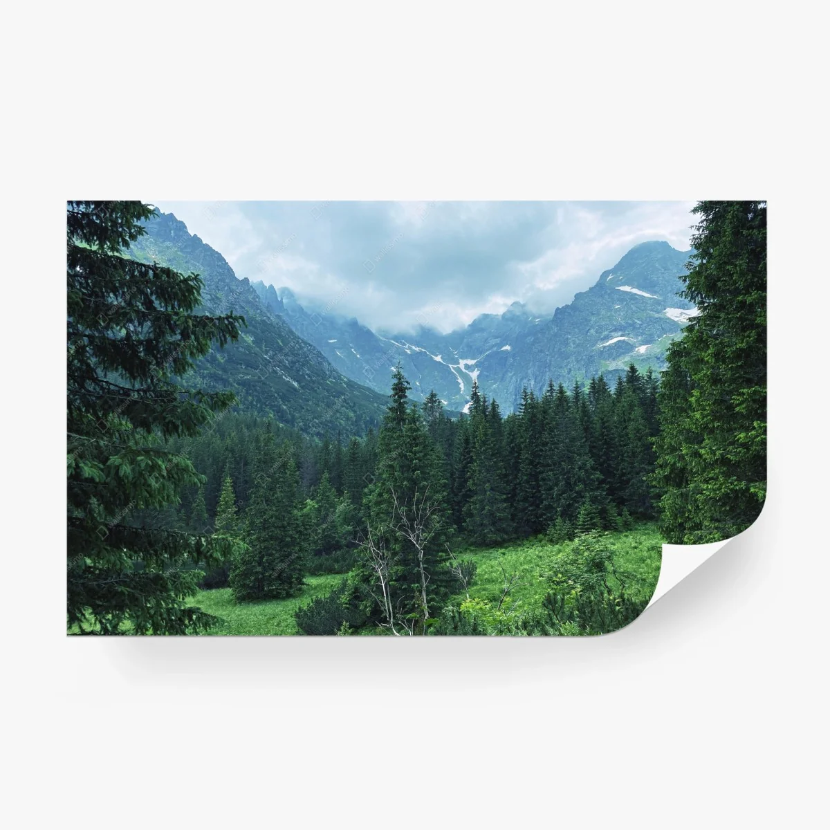 Wall mural serene mountain forest landscape • Wallissimo®