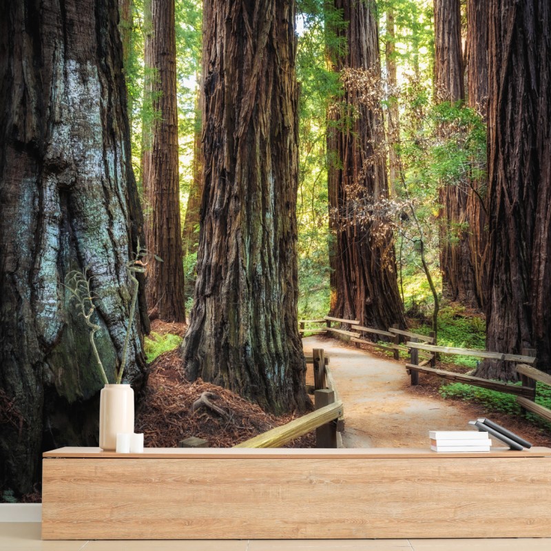 Wall mural path through ancient redwood forest