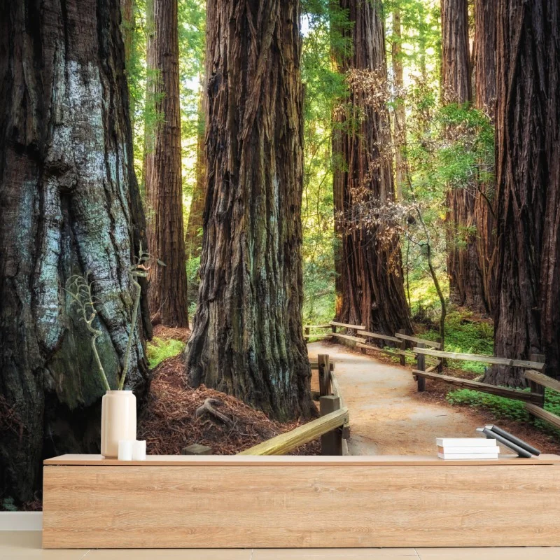 Wall mural path through ancient redwood forest