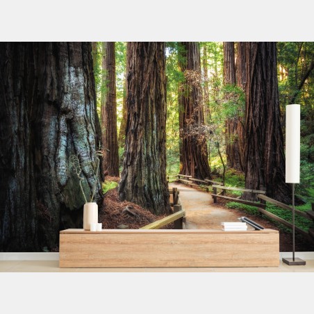 Wall mural path through ancient redwood forest • Wallissimo®