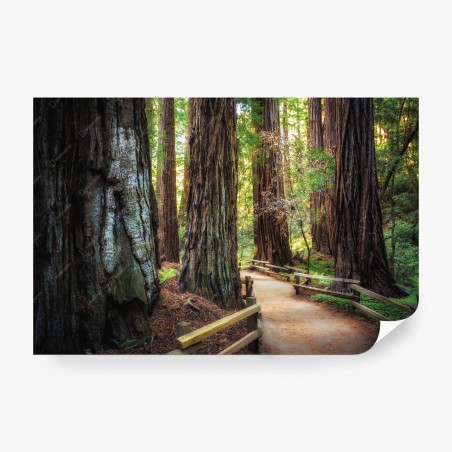 Wall mural path through ancient redwood forest • Wallissimo®