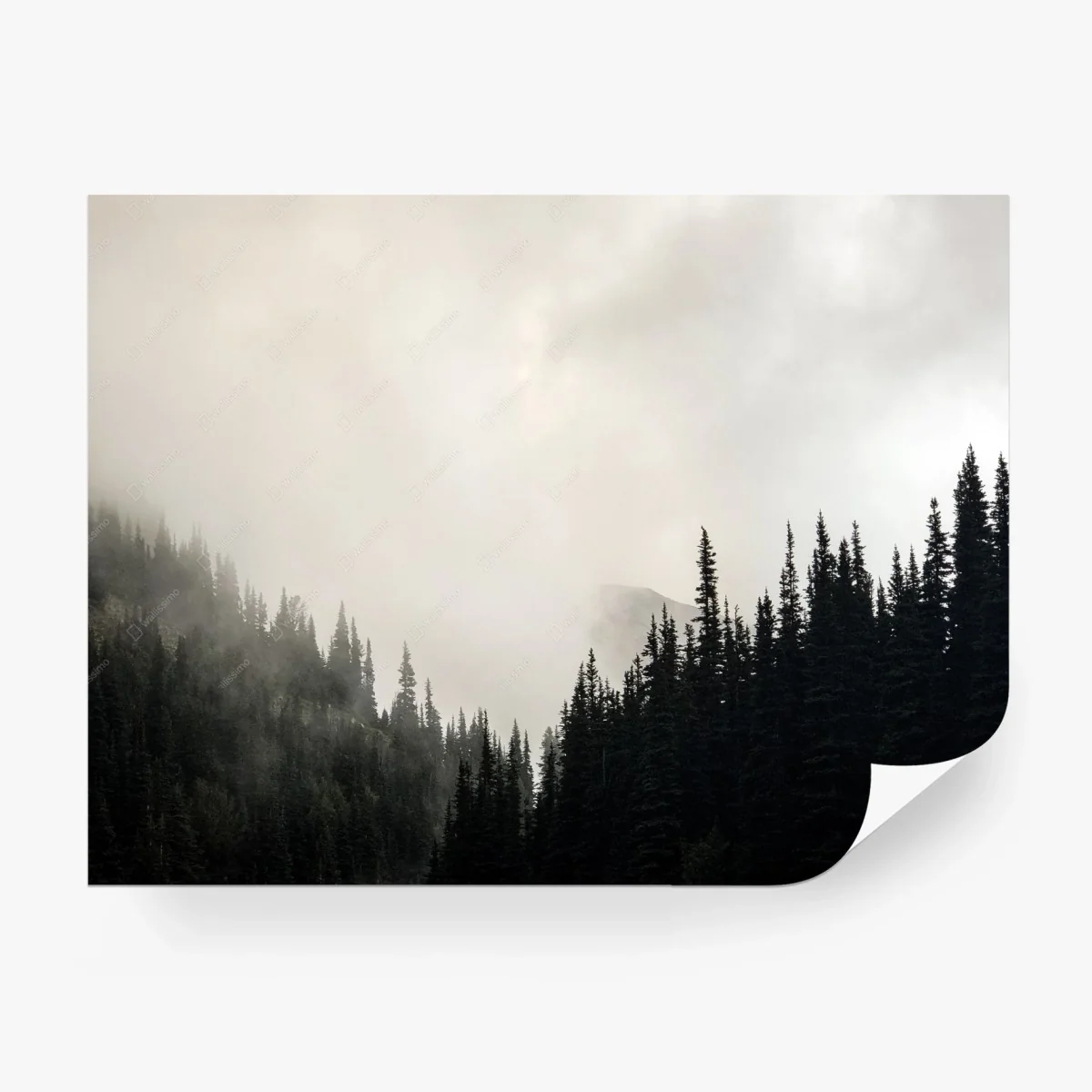 Wall mural misty conifer forest silhouette • Wallissimo® Wall mural misty conifer forest silhouette • Wallissimo®
