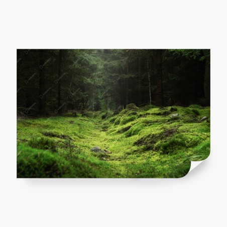 Wall mural mossy forest path • Wallissimo®