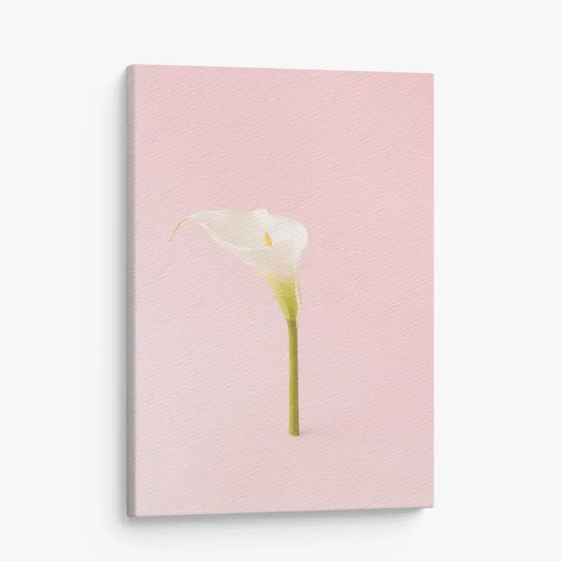 Canvas print elegant white calla on pastel pink