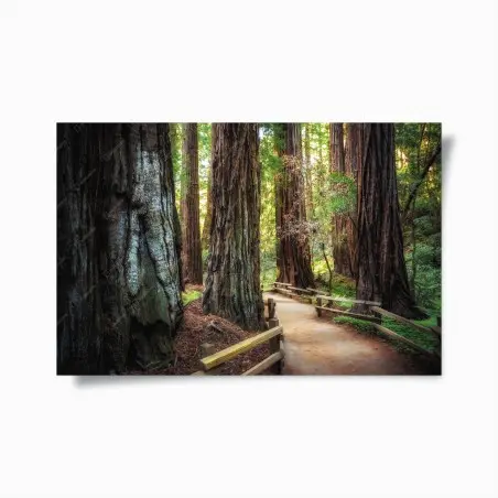 Poster path through ancient redwood forest • Wallissimo®