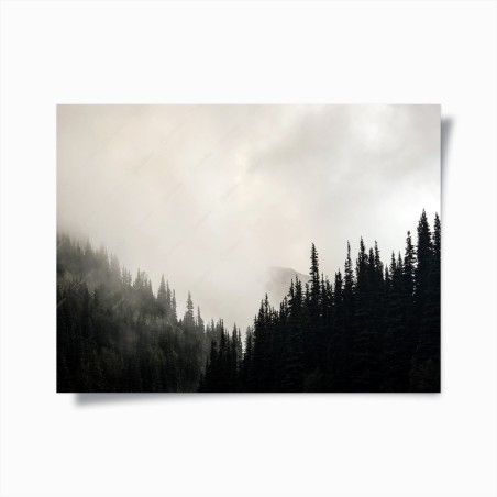Poster misty conifer forest silhouette • Wallissimo®