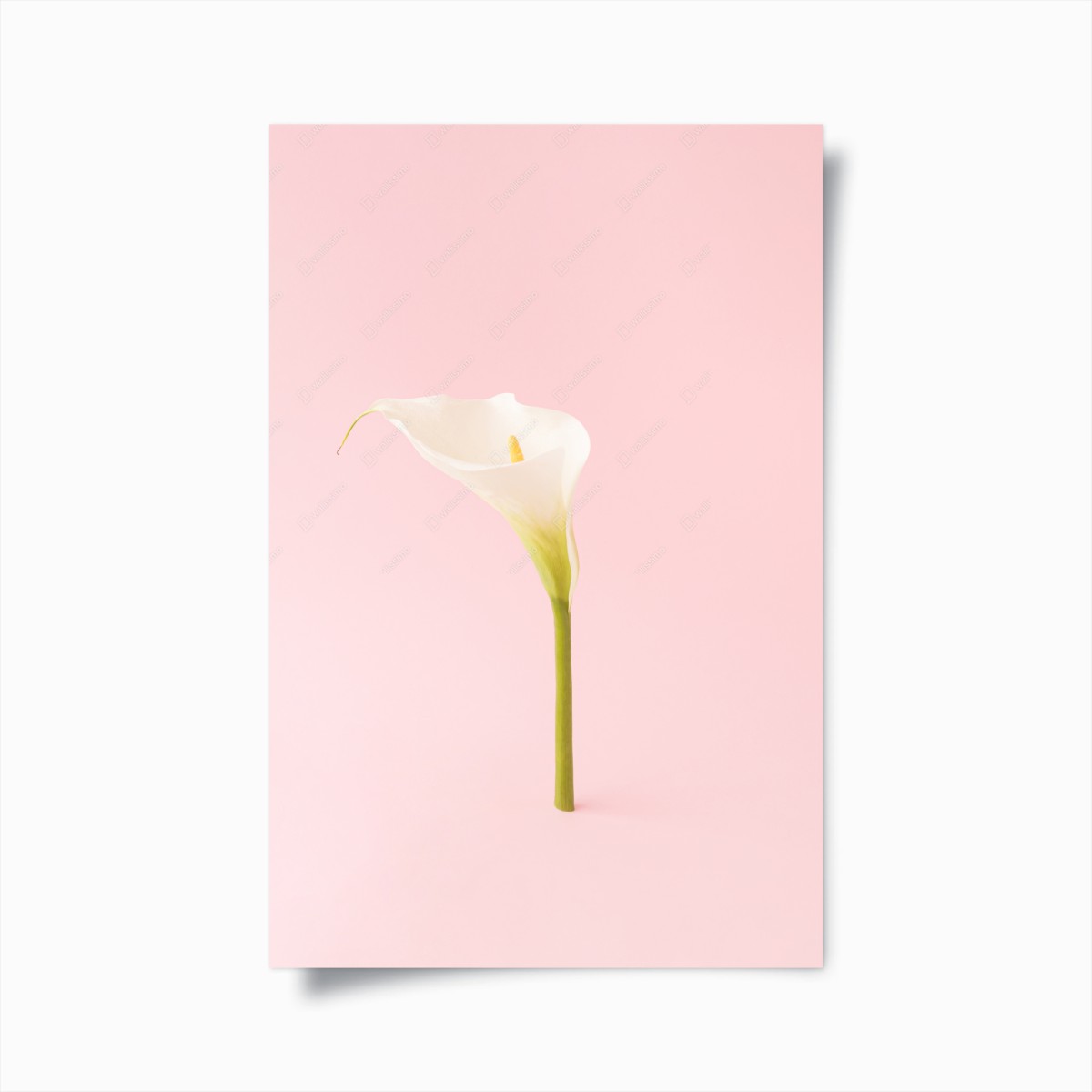 Poster elegant white calla on pastel pink • Wallissimo® Poster elegant white calla on pastel pink • Wallissimo®