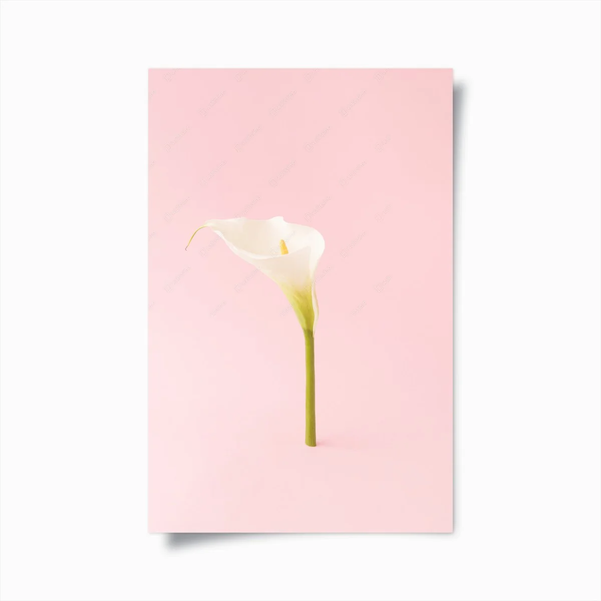 Poster elegant white calla on pastel pink • Wallissimo® Poster elegant white calla on pastel pink • Wallissimo®