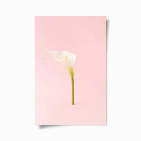 Poster elegant white calla on pastel pink • Wallissimo®
