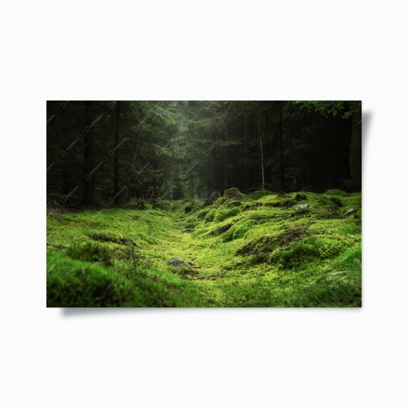 Poster mossy forest path