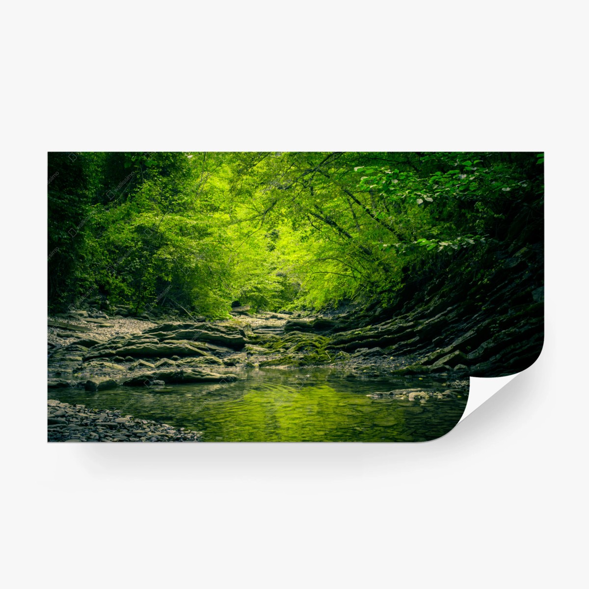 Wall mural lush green forest creek reflection • Wallissimo®