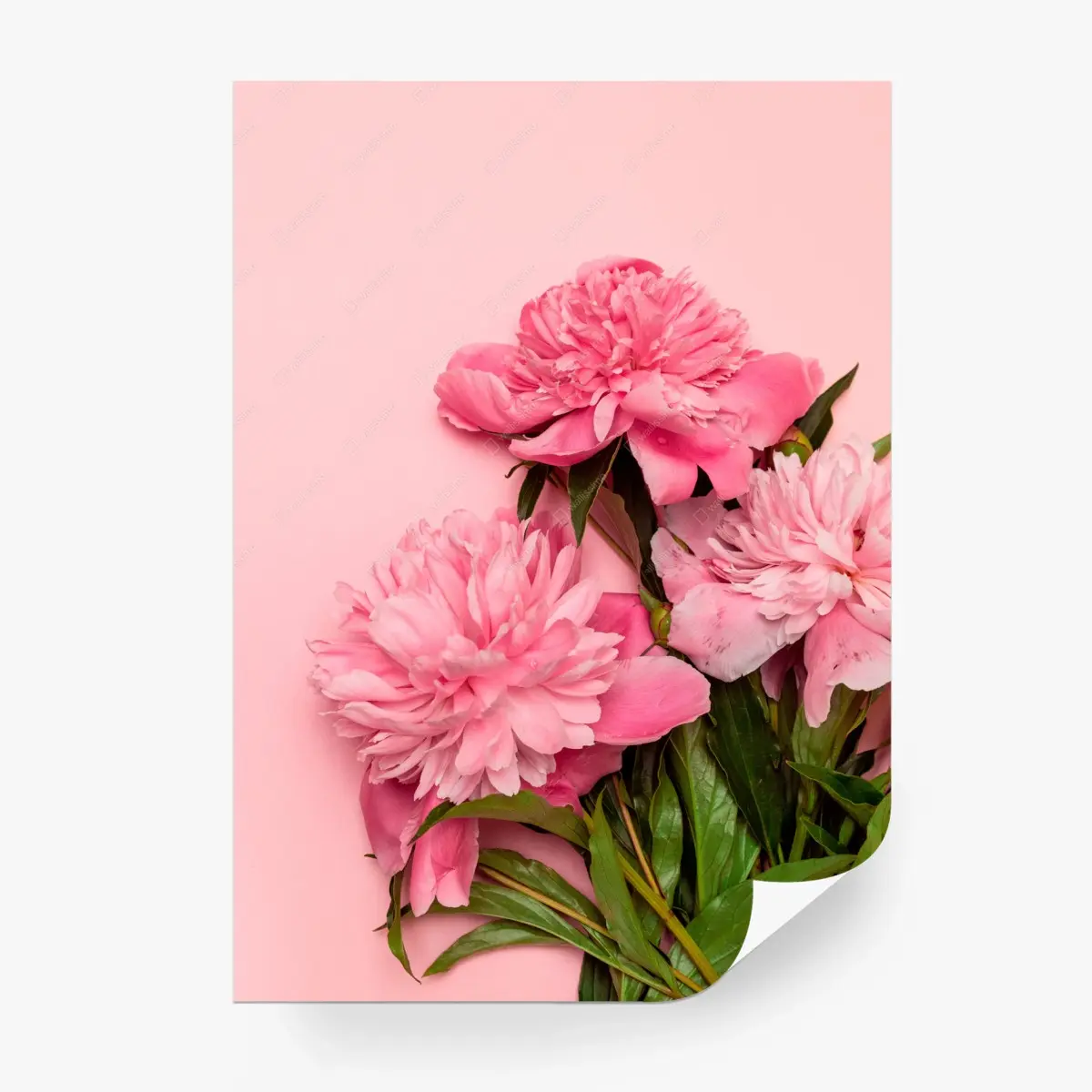 Wall mural pink peony bouquet on pastel background • Wallissimo®