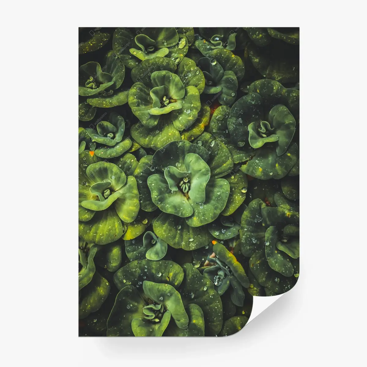 Wall mural lush green water plants close-up • Wallissimo®