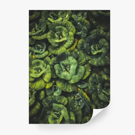Wall mural lush green water plants close-up • Wallissimo®