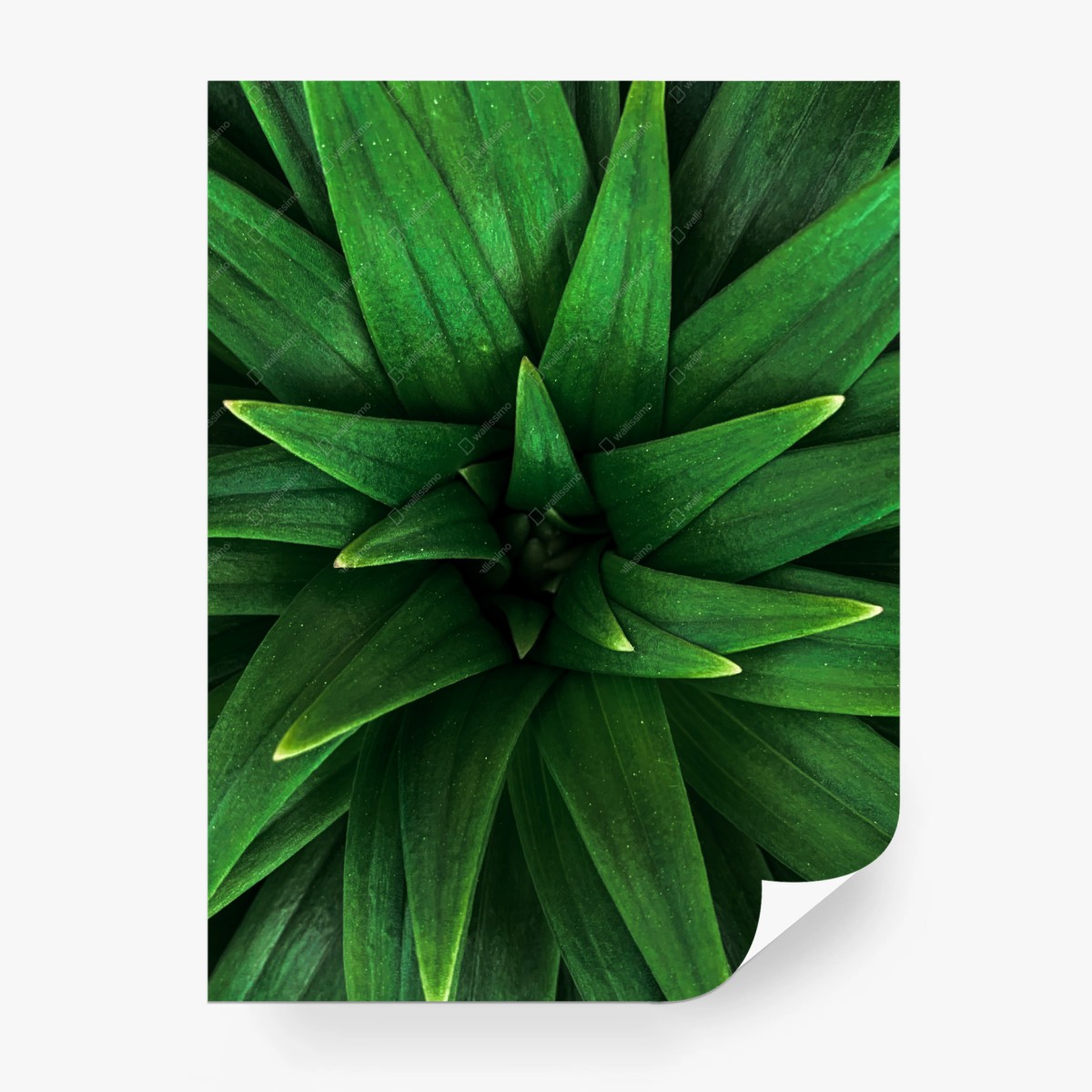 Wall mural lush green leaf spiral • Wallissimo® Wall mural lush green leaf spiral • Wallissimo®