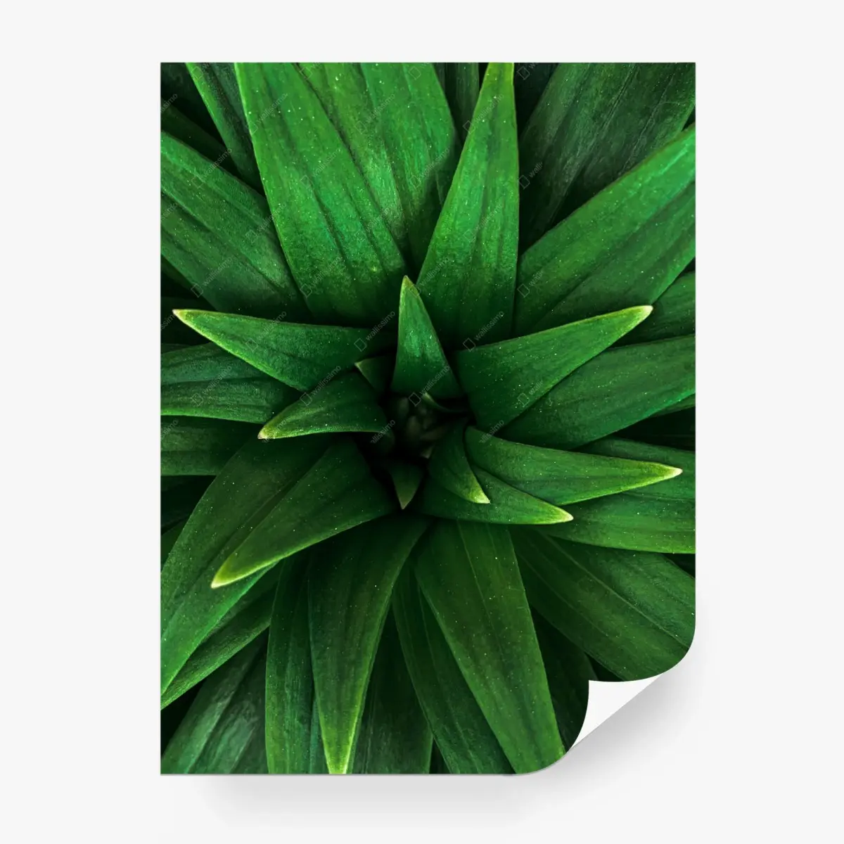 Wall mural lush green leaf spiral • Wallissimo®