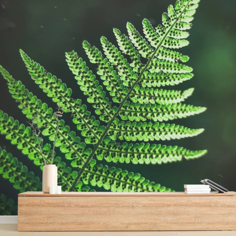 Wall mural green fern leaf close-up