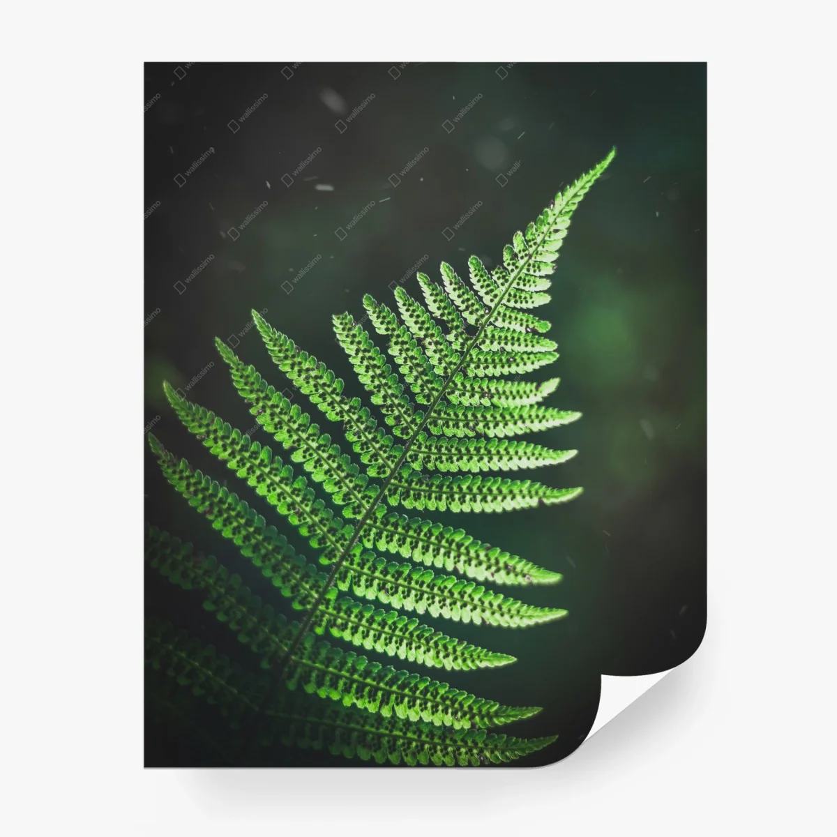 Wall mural green fern leaf close-up • Wallissimo® Wall mural green fern leaf close-up • Wallissimo®