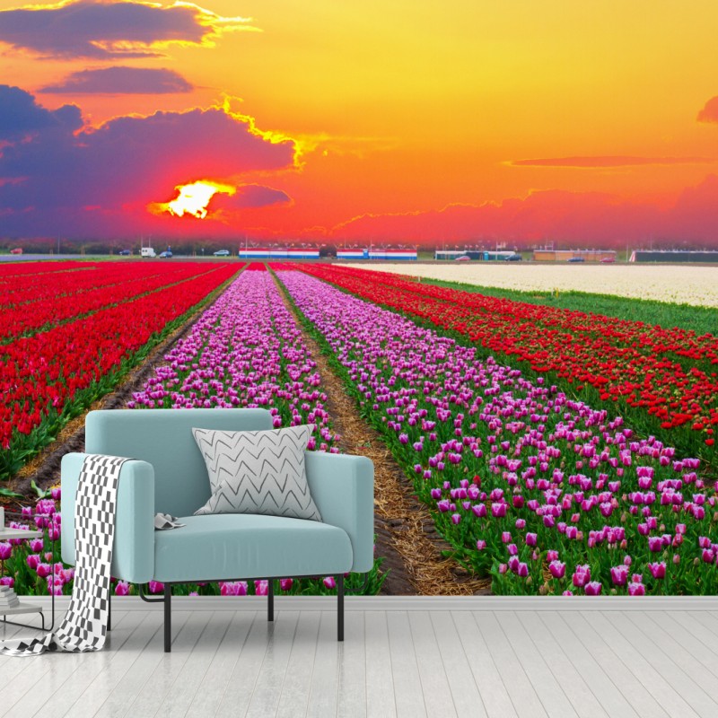 Wall mural vibrant tulip fields at sunset