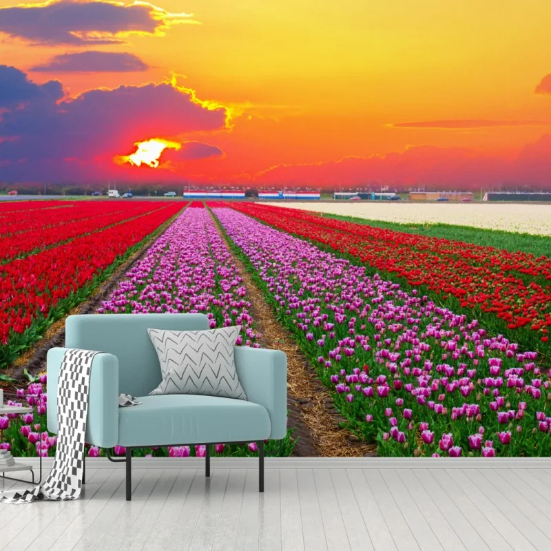 Wall mural vibrant tulip fields at sunset • Wallissimo®
