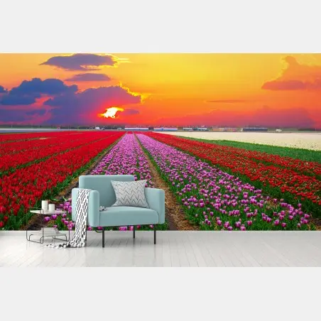 Wall mural vibrant tulip fields at sunset • Wallissimo®