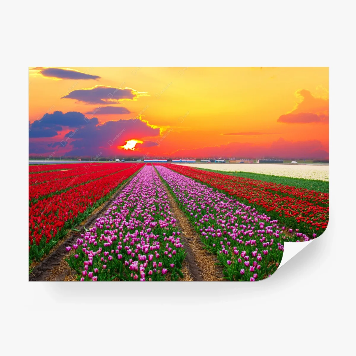 Wall mural vibrant tulip fields at sunset • Wallissimo® Wall mural vibrant tulip fields at sunset • Wallissimo®