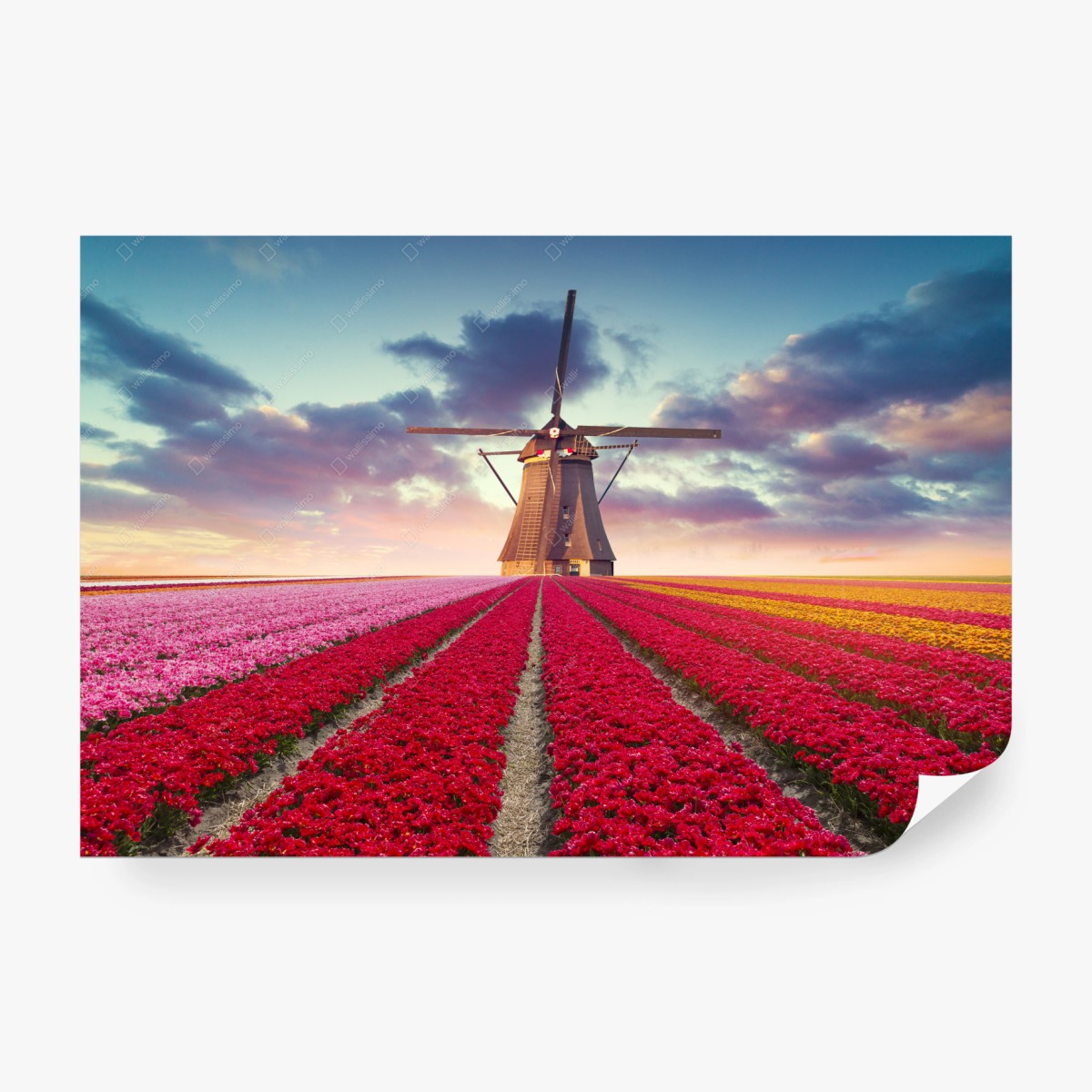 Wall mural Dutch tulip fields at sunset • Wallissimo®