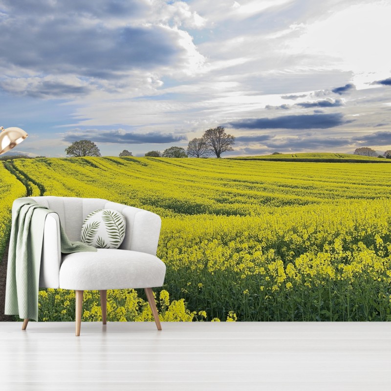 Wall mural golden rapeseed meadow under dramatic sky