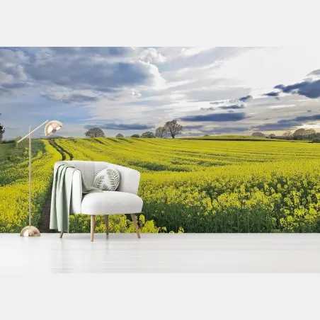Wall mural golden rapeseed meadow under dramatic sky • Wallissimo®