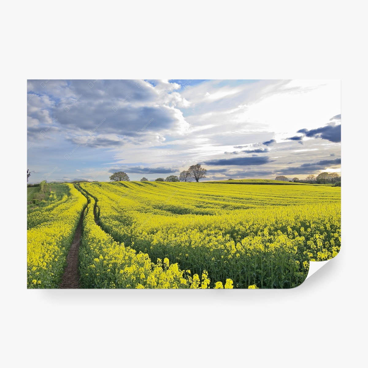 Wall mural golden rapeseed meadow under dramatic sky • Wallissimo®