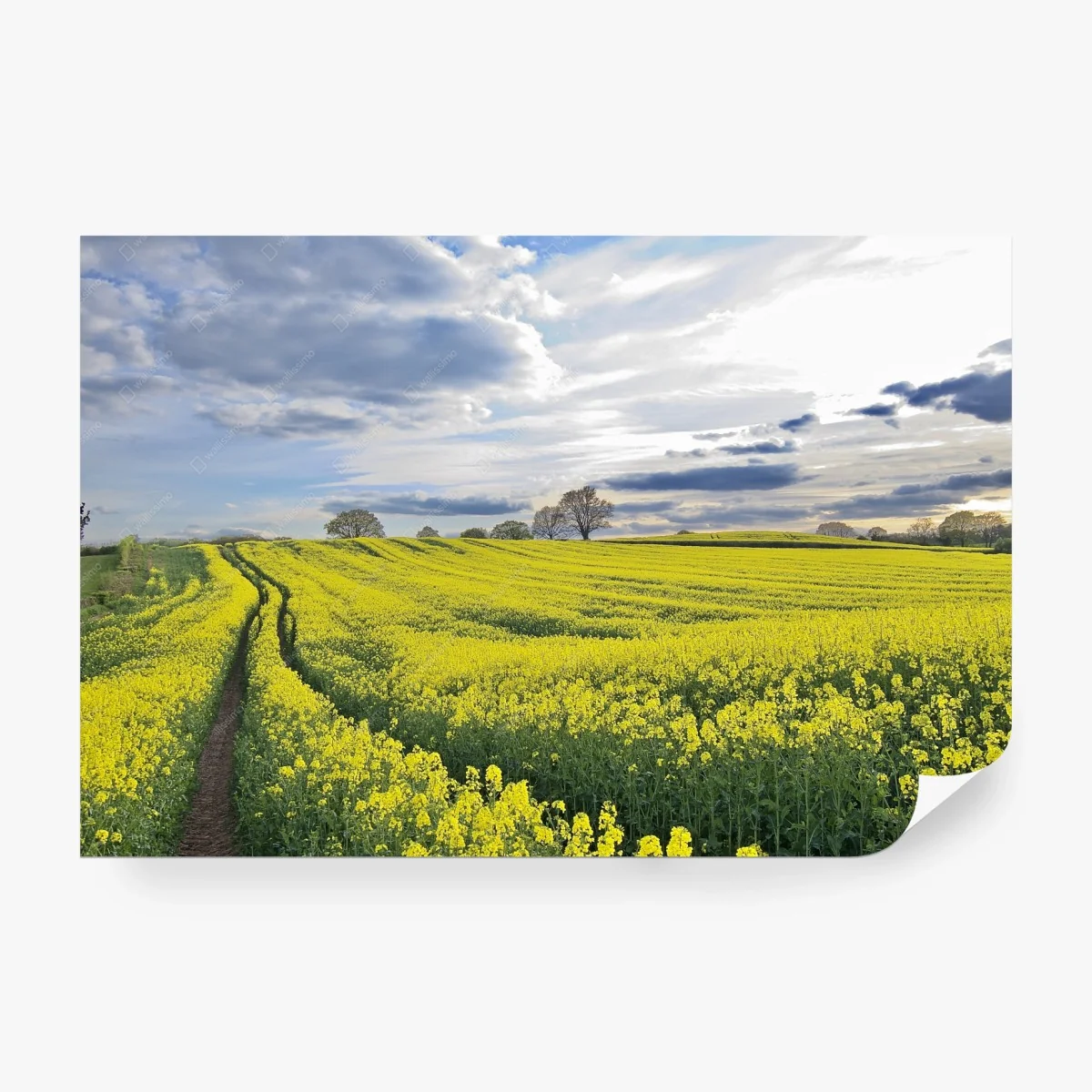 Wall mural golden rapeseed meadow under dramatic sky • Wallissimo® Wall mural golden rapeseed meadow under dramatic sky • Wallissimo®