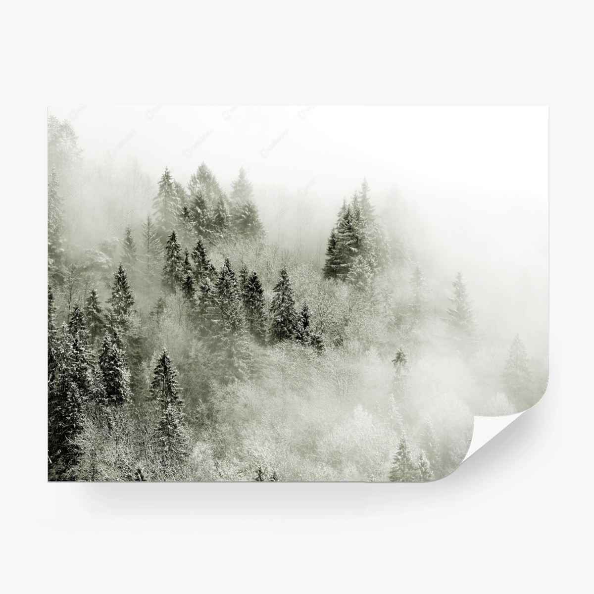 Wall mural misty winter forest in monochrome • Wallissimo®