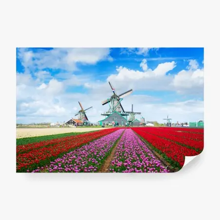 Wall mural tulip fields and Dutch windmills • Wallissimo®