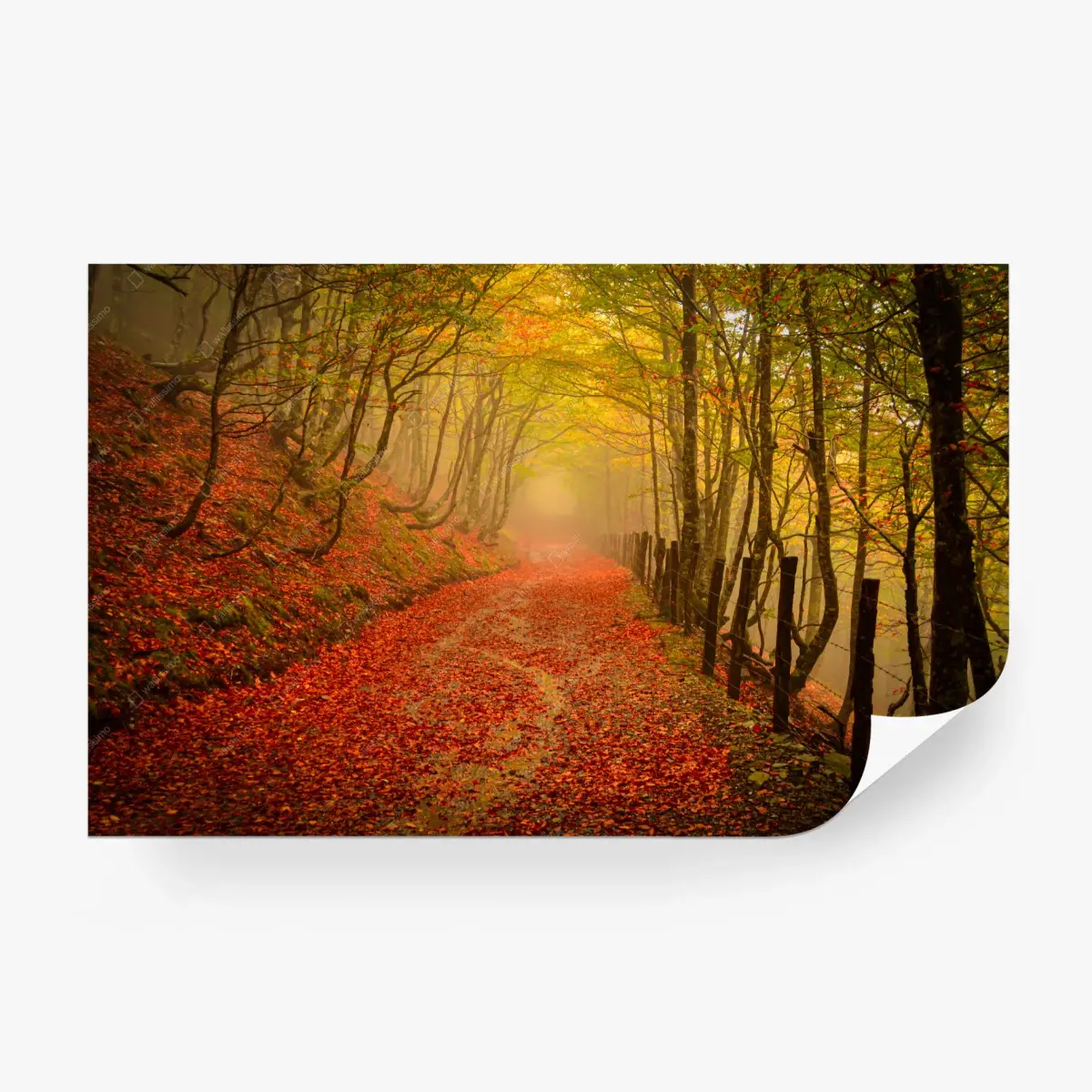 Wall mural autumn forest pathway under a golden canopy • Wallissimo®