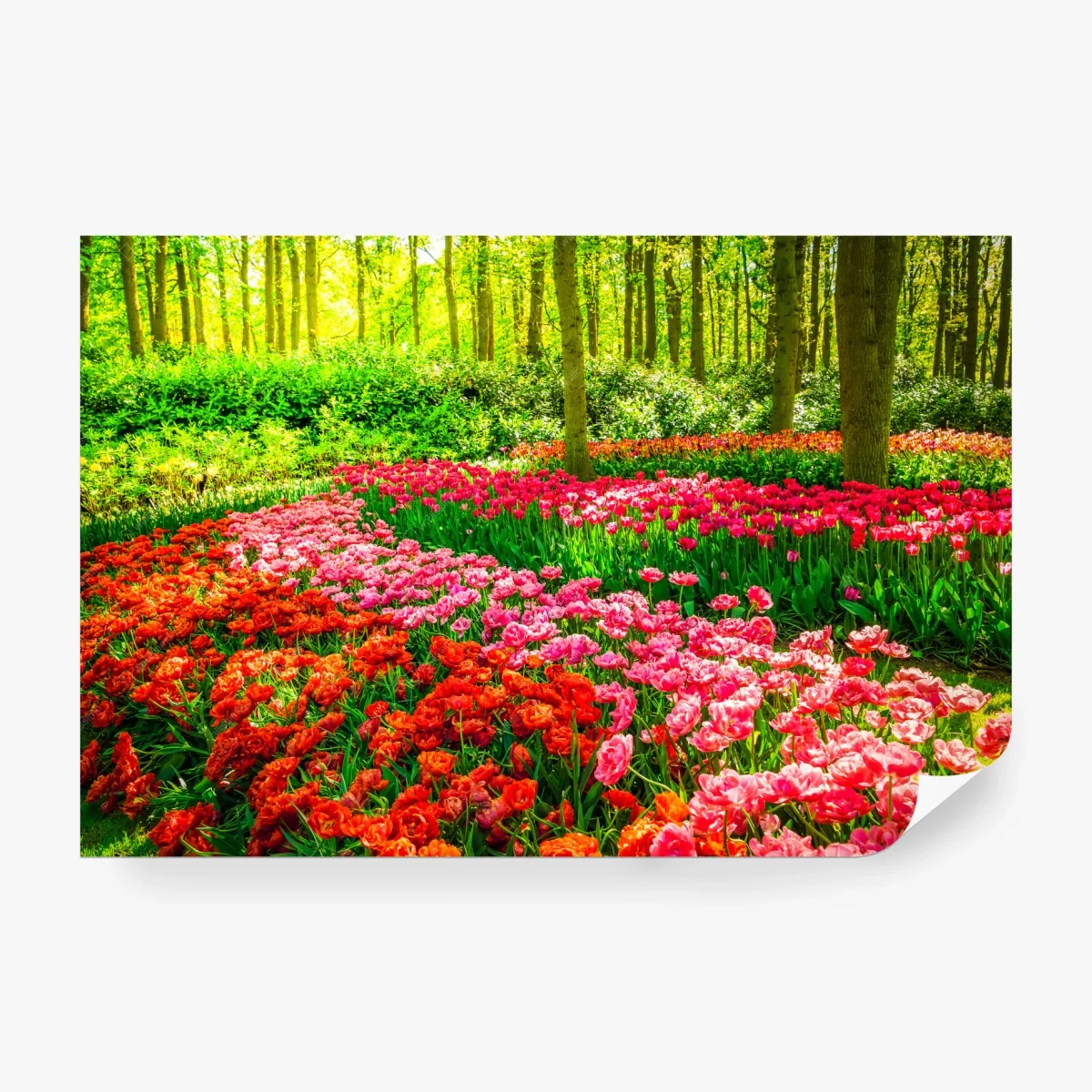 Wall mural vibrant tulip garden in bloom • Wallissimo® Wall mural vibrant tulip garden in bloom • Wallissimo®