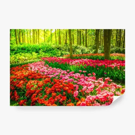 Wall mural vibrant tulip garden in bloom • Wallissimo®