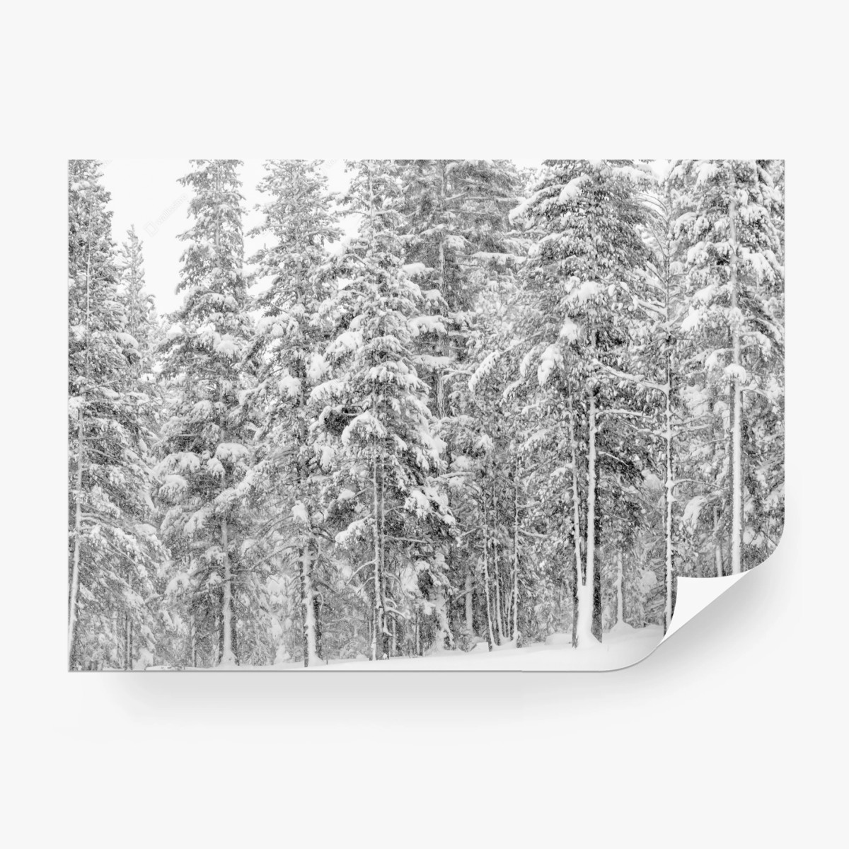 Wall mural snowy pine forest in winter • Wallissimo®