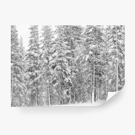 Wall mural snowy pine forest in winter • Wallissimo®