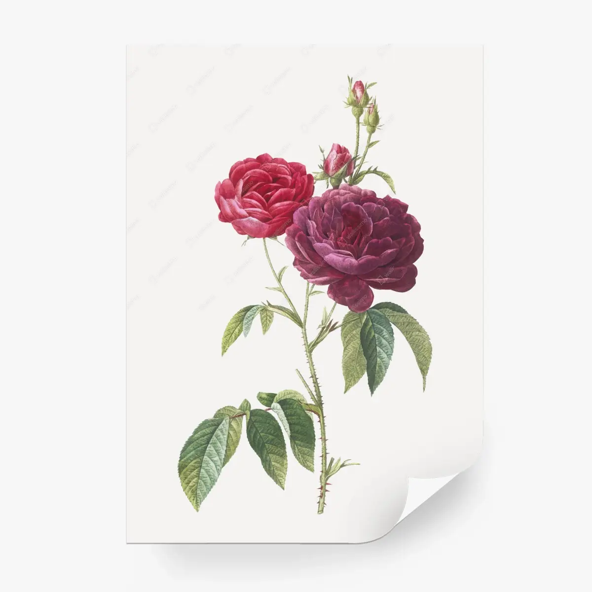 Wall mural purple french rose botanical print • Wallissimo®