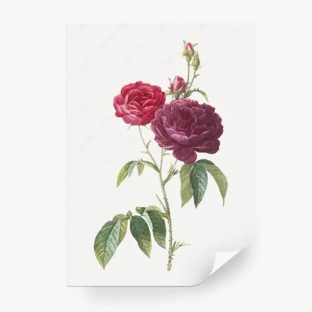 Wall mural purple french rose botanical print • Wallissimo®
