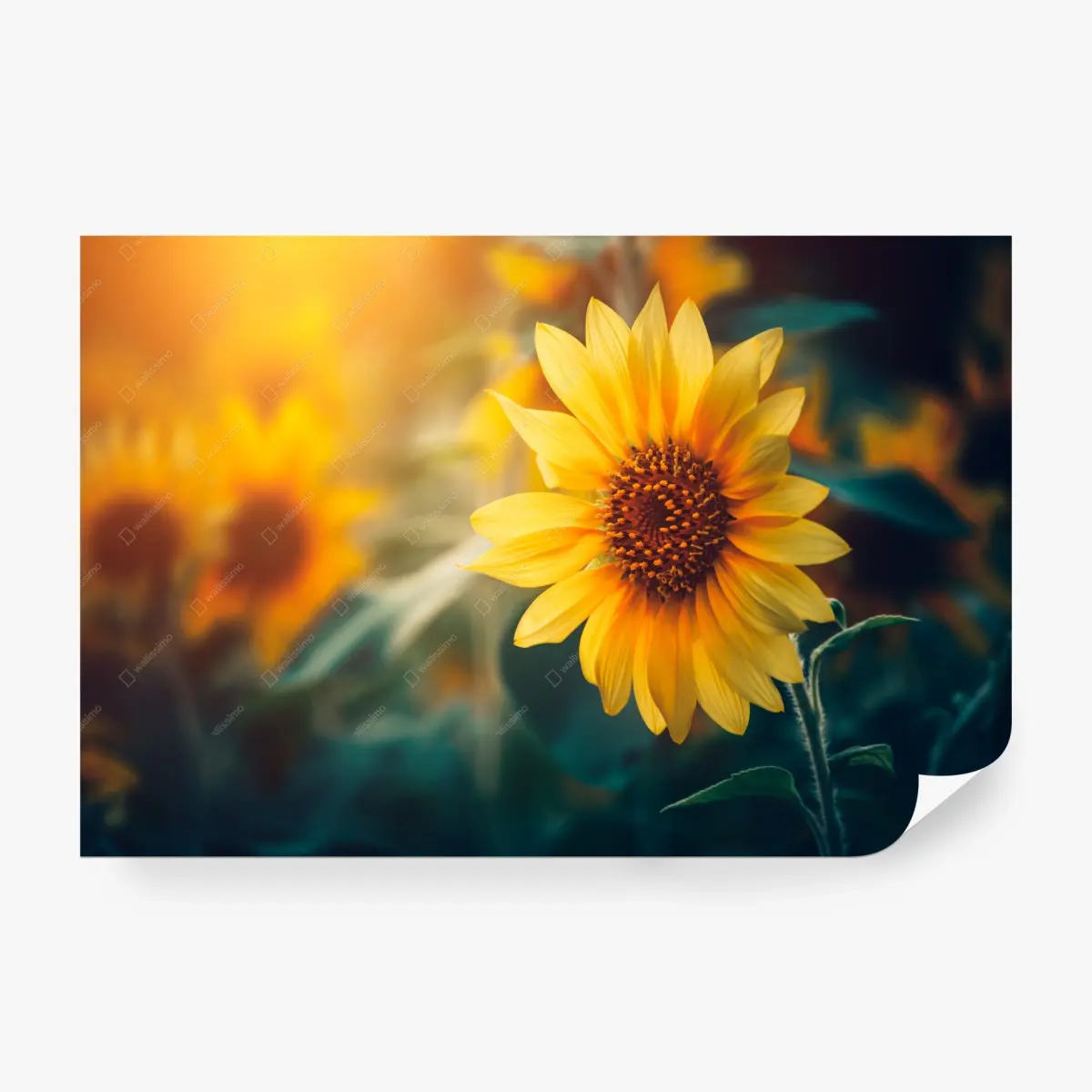 Wall mural golden sunflower in morning light • Wallissimo®