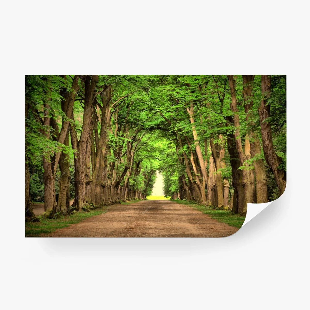 Wall mural sunlit tree-lined avenue • Wallissimo®